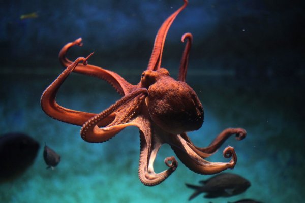 Площадка кракен kraken clear com